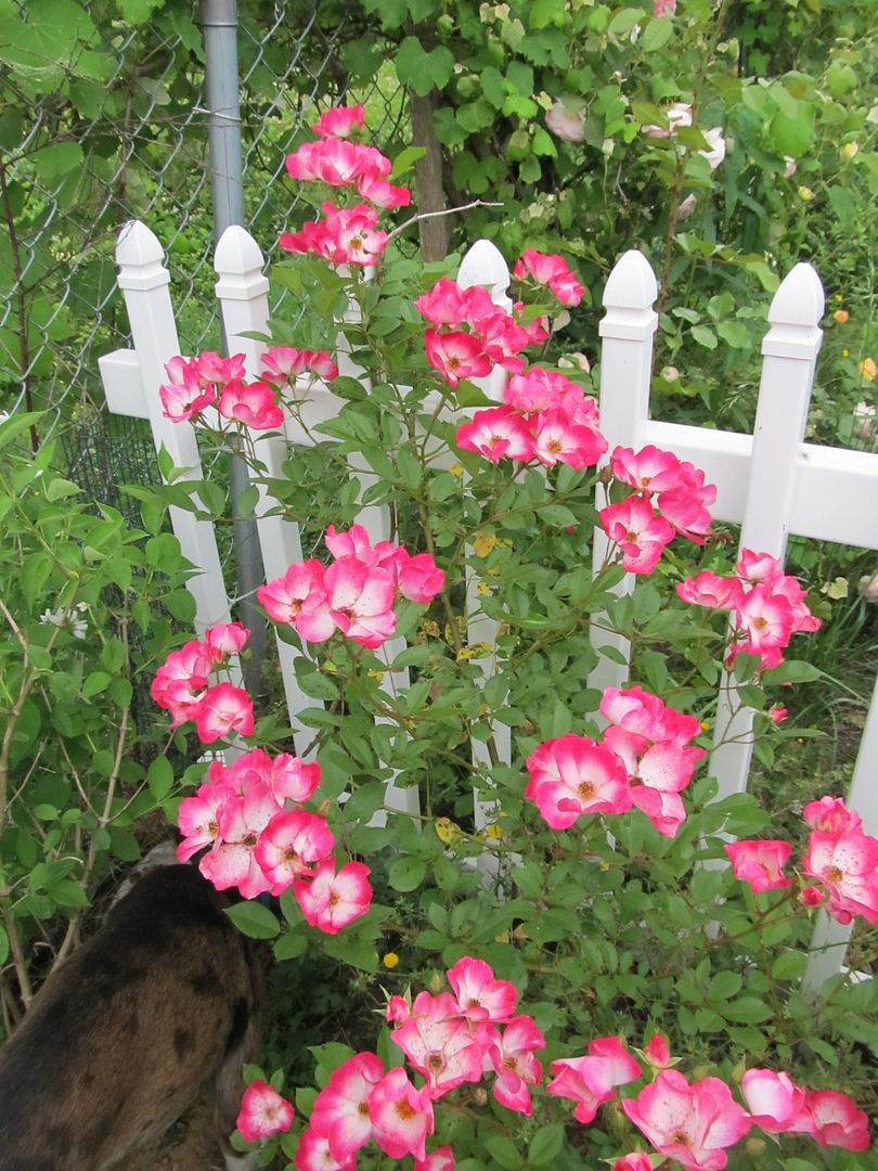 Art Deo photo artdeco2_zpsc69215cb.jpg